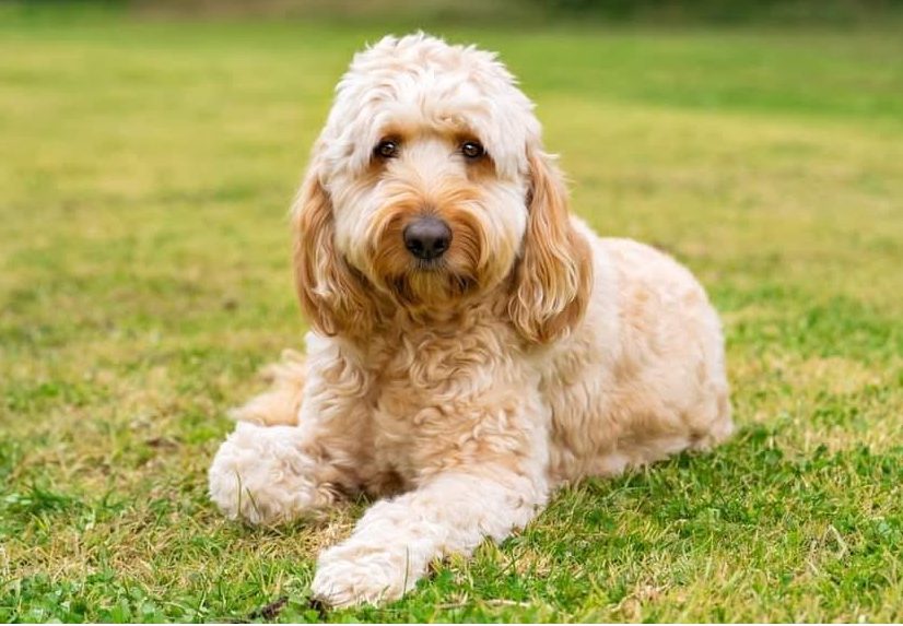 Pet friendly stay in Melbourne